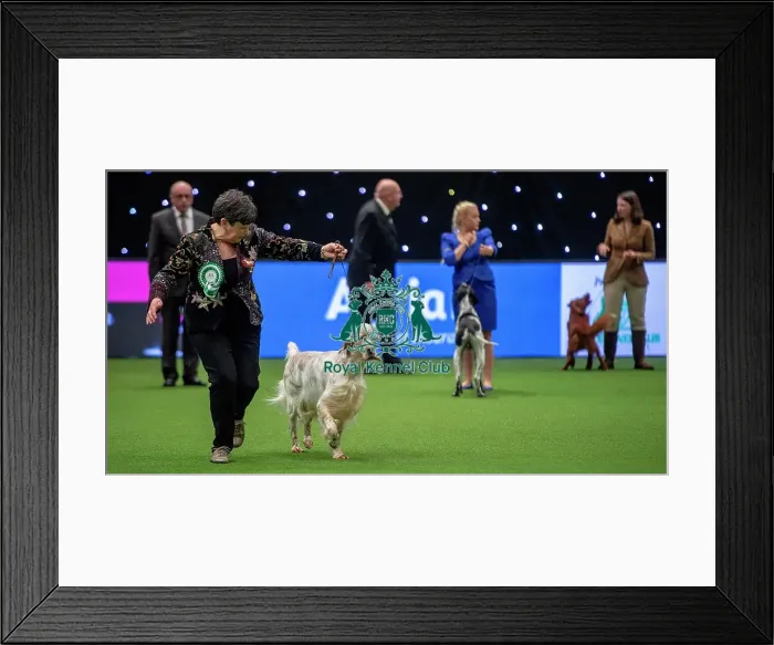 Framed Print : Crufts 2019 - Day One, NEC, UK - 7 Mar 2019 Framed Print : Crufts 2019 - Day One, NEC, UK - 7 Mar 2019