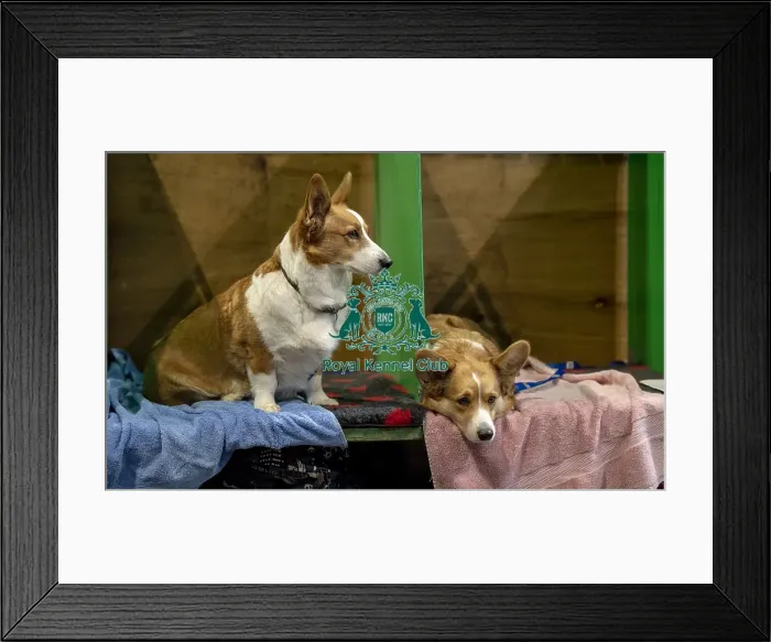 Framed Print : Crufts 2019 - Day Two, NEC, UK - 8 Mar 2019