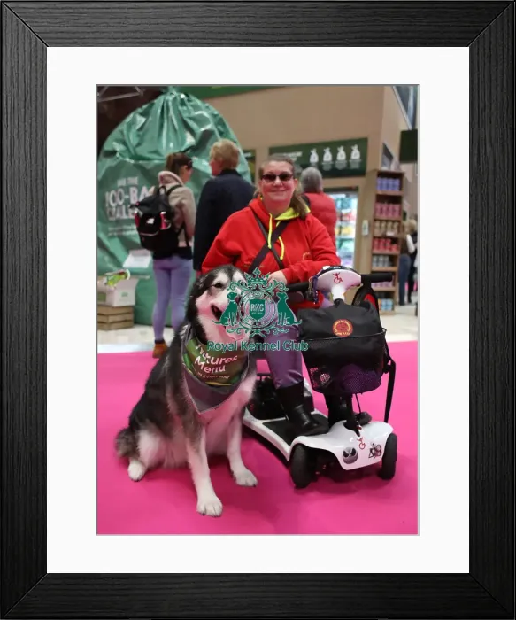 Framed Print : Crufts 2019 - Day Two, NEC, UK - 8 Mar 2019 Framed Print : Crufts 2019 - Day Two, NEC, UK - 8 Mar 2019