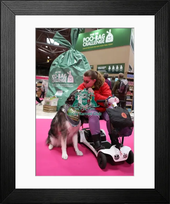 Framed Print : Crufts 2019 - Day Two, NEC, UK - 8 Mar 2019 Framed Print : Crufts 2019 - Day Two, NEC, UK - 8 Mar 2019