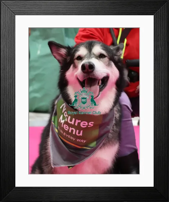 Framed Print : Crufts 2019 - Day Two, NEC, UK - 8 Mar 2019 Framed Print : Crufts 2019 - Day Two, NEC, UK - 8 Mar 2019