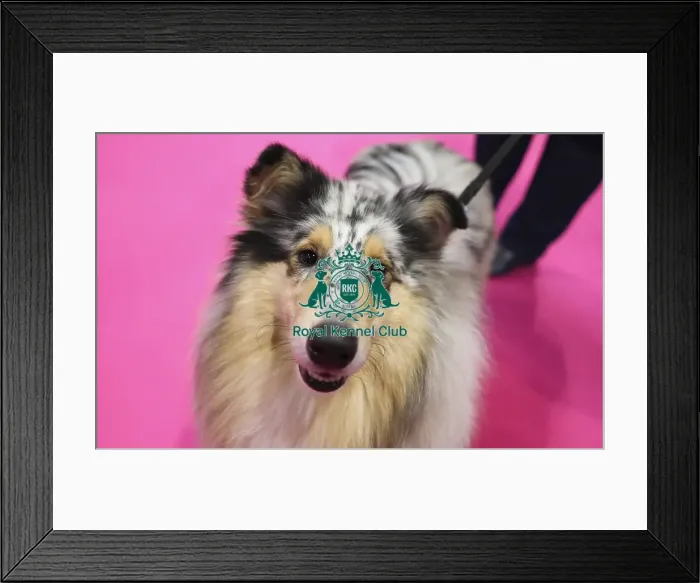 Framed Print : Crufts 2019 - Day Two, NEC, UK - 8 Mar 2019 Framed Print : Crufts 2019 - Day Two, NEC, UK - 8 Mar 2019