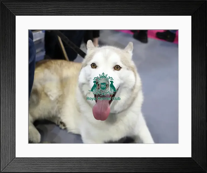 Framed Print : Crufts 2019 - Day Two, NEC, UK - 8 Mar 2019 Framed Print : Crufts 2019 - Day Two, NEC, UK - 8 Mar 2019
