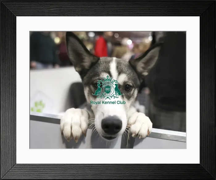 Framed Print : Crufts 2019 - Day Two, NEC, UK - 8 Mar 2019 Framed Print : Crufts 2019 - Day Two, NEC, UK - 8 Mar 2019