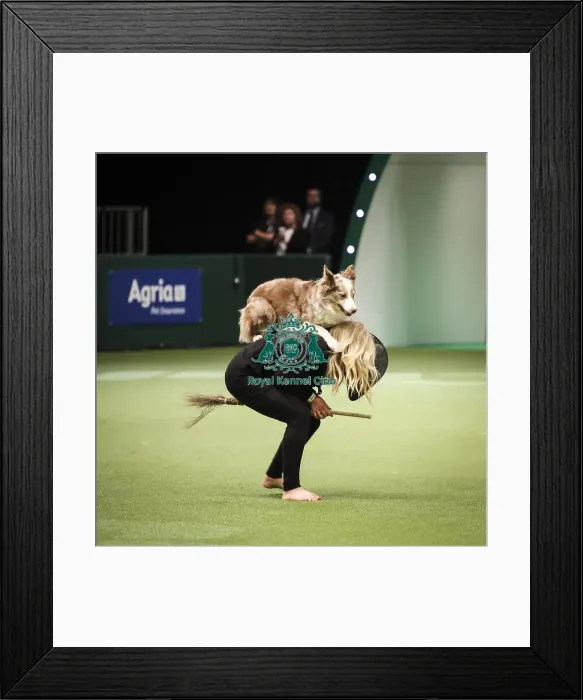 Framed Print : Crufts 2019 - Day Two, NEC, UK - 8 Mar 2019 Framed Print : Crufts 2019 - Day Two, NEC, UK - 8 Mar 2019