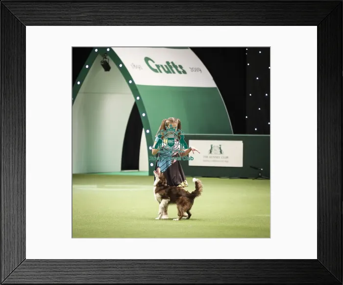 Framed Print : Crufts 2019 - Day Two, NEC, UK - 8 Mar 2019 Framed Print : Crufts 2019 - Day Two, NEC, UK - 8 Mar 2019