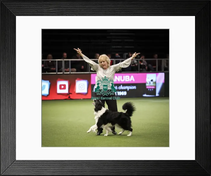 Framed Print : Crufts 2019 - Day Two, NEC, UK - 8 Mar 2019 Framed Print : Crufts 2019 - Day Two, NEC, UK - 8 Mar 2019