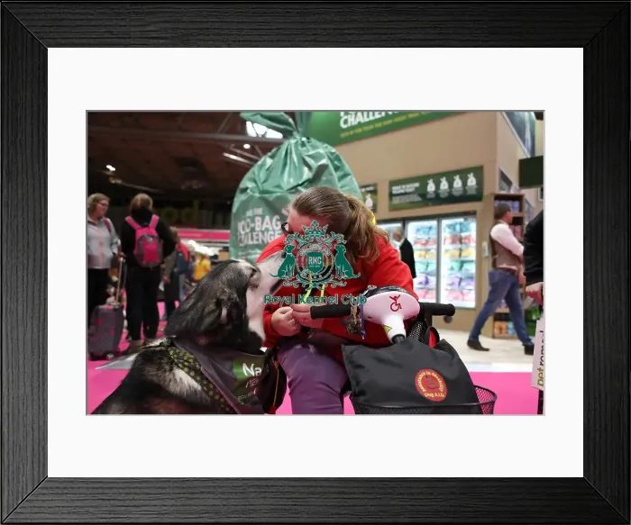 Framed Print : Crufts 2019 - Day Two, NEC, UK - 8 Mar 2019 Framed Print : Crufts 2019 - Day Two, NEC, UK - 8 Mar 2019