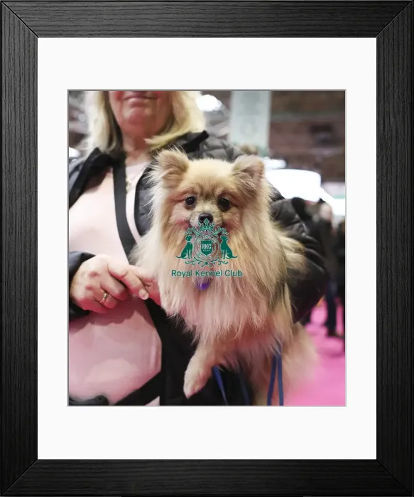 Framed Print : Crufts 2019 - Day Two, NEC, UK - 8 Mar 2019 Framed Print : Crufts 2019 - Day Two, NEC, UK - 8 Mar 2019