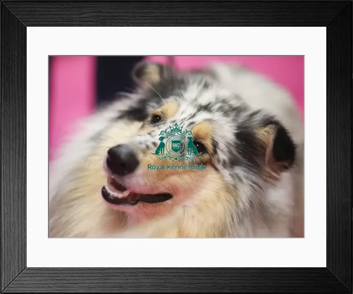 Framed Print : Crufts 2019 - Day Two, NEC, UK - 8 Mar 2019 Framed Print : Crufts 2019 - Day Two, NEC, UK - 8 Mar 2019