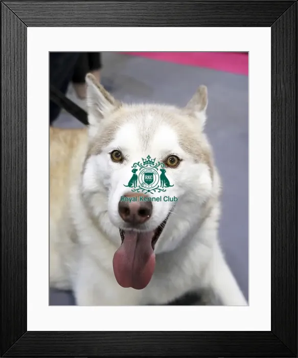 Framed Print : Crufts 2019 - Day Two, NEC, UK - 8 Mar 2019 Framed Print : Crufts 2019 - Day Two, NEC, UK - 8 Mar 2019