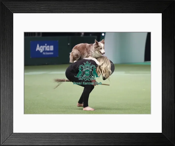 Framed Print : Crufts 2019 - Day Two, NEC, UK - 8 Mar 2019 Framed Print : Crufts 2019 - Day Two, NEC, UK - 8 Mar 2019