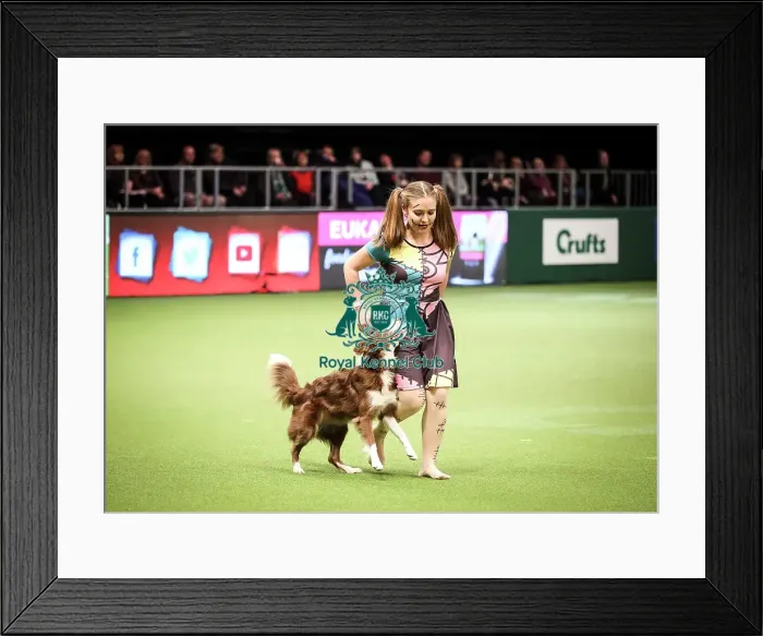 Framed Print : Crufts 2019 - Day Two, NEC, UK - 8 Mar 2019 Framed Print : Crufts 2019 - Day Two, NEC, UK - 8 Mar 2019