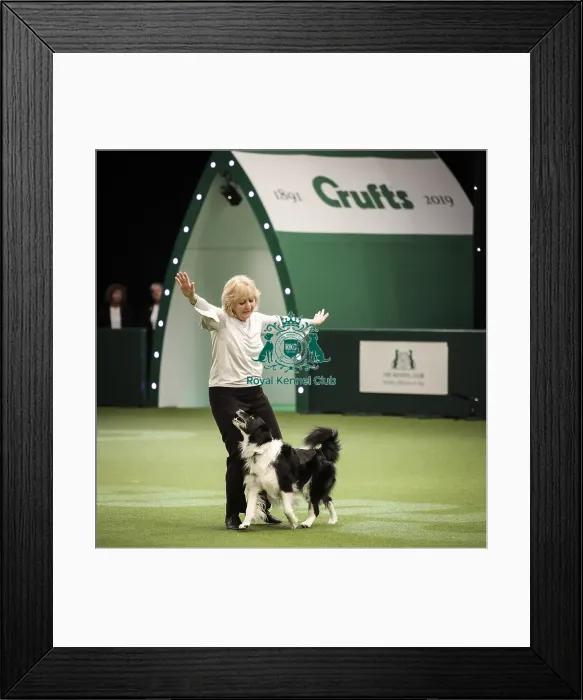 Framed Print : Crufts 2019 - Day Two, NEC, UK - 8 Mar 2019 Framed Print : Crufts 2019 - Day Two, NEC, UK - 8 Mar 2019