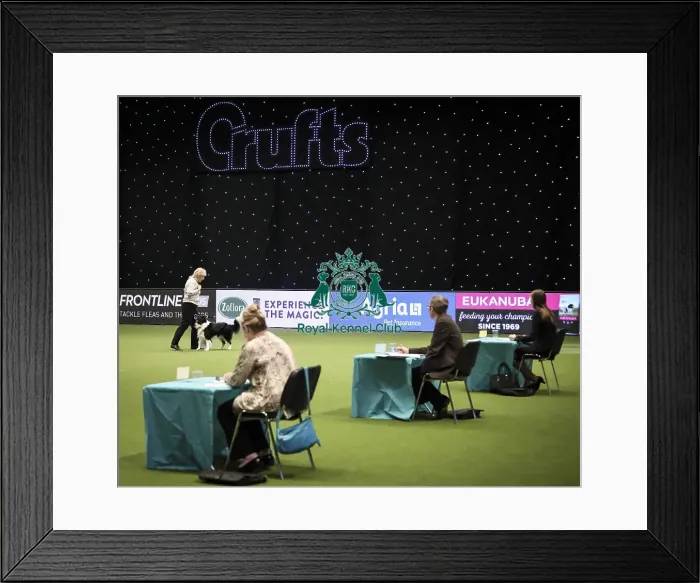 Framed Print : Crufts 2019 - Day Two, NEC, UK - 8 Mar 2019 Framed Print : Crufts 2019 - Day Two, NEC, UK - 8 Mar 2019