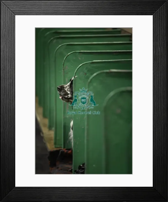 Framed Print : Crufts 2019 - Day One, NEC, UK - 7 Mar 2019 Framed Print : Crufts 2019 - Day One, NEC, UK - 7 Mar 2019