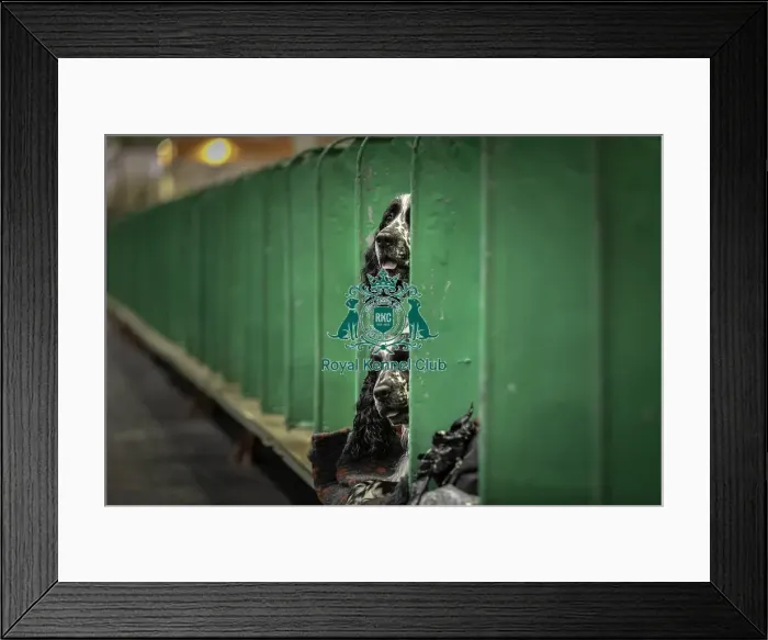 Framed Print : Crufts 2019 - Day One, NEC, UK - 7 Mar 2019 Framed Print : Crufts 2019 - Day One, NEC, UK - 7 Mar 2019