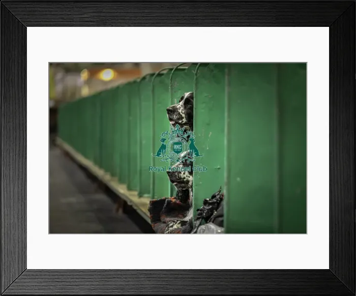 Framed Print : Crufts 2019 - Day One, NEC, UK - 7 Mar 2019 Framed Print : Crufts 2019 - Day One, NEC, UK - 7 Mar 2019