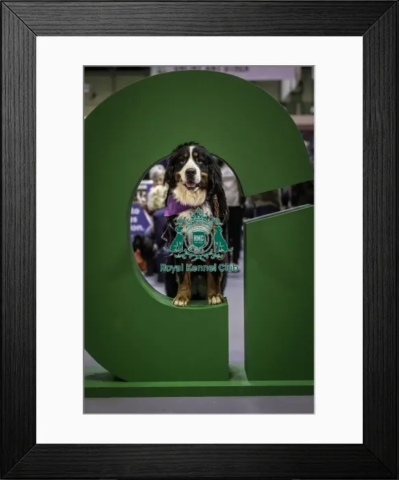 Framed Print : Crufts 2019 - Day One, NEC, UK - 7 Mar 2019 Framed Print : Crufts 2019 - Day One, NEC, UK - 7 Mar 2019