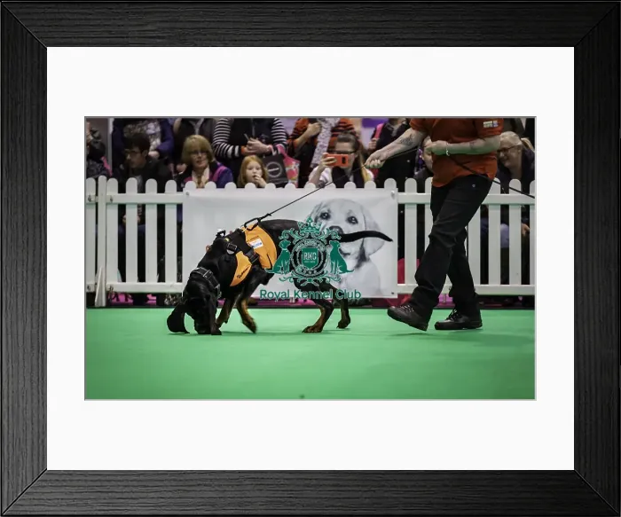 Framed Print : Crufts 2019 - Day One, NEC, UK - 7 Mar 2019 Framed Print : Crufts 2019 - Day One, NEC, UK - 7 Mar 2019