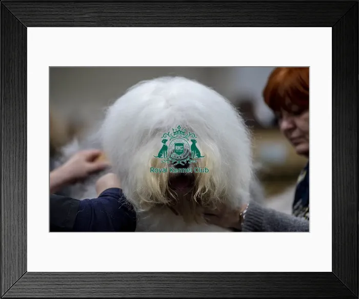 Framed Print : Crufts 2019 - Day Two, NEC, UK - 8 Mar 2019 Framed Print : Crufts 2019 - Day Two, NEC, UK - 8 Mar 2019