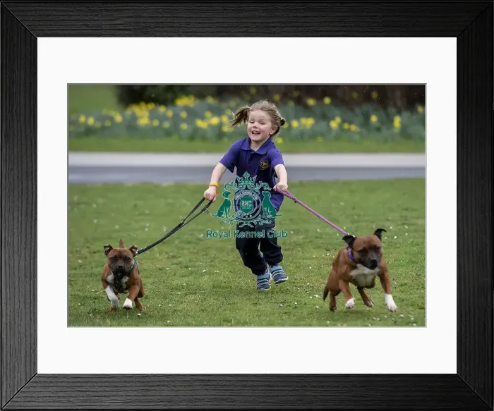 Framed Print : Crufts 2019 - Day One, NEC, UK - 7 Mar 2019 Framed Print : Crufts 2019 - Day One, NEC, UK - 7 Mar 2019