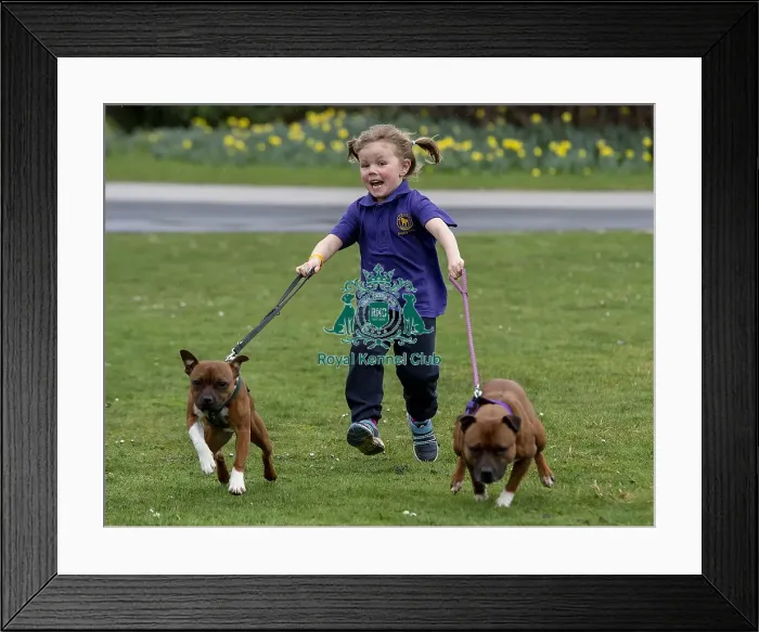 Framed Print : Crufts 2019 - Day One, NEC, UK - 7 Mar 2019 Framed Print : Crufts 2019 - Day One, NEC, UK - 7 Mar 2019