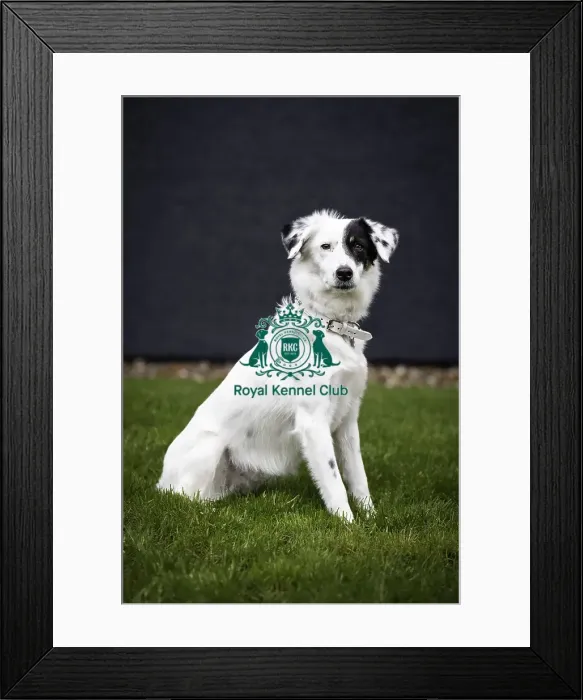 Framed Print : Crufts 2019 - Day One, NEC, UK - 7 Mar 2019 Framed Print : Crufts 2019 - Day One, NEC, UK - 7 Mar 2019