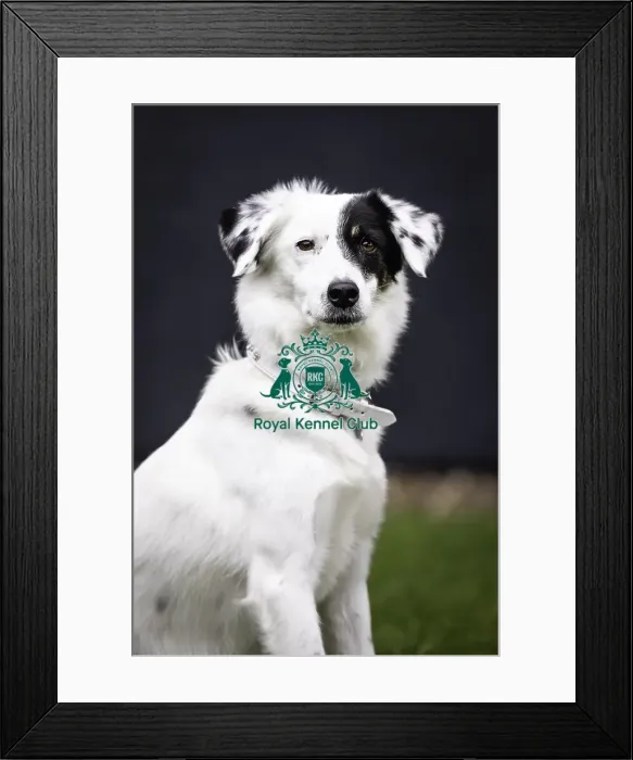 Framed Print : Crufts 2019 - Day One, NEC, UK - 7 Mar 2019 Framed Print : Crufts 2019 - Day One, NEC, UK - 7 Mar 2019