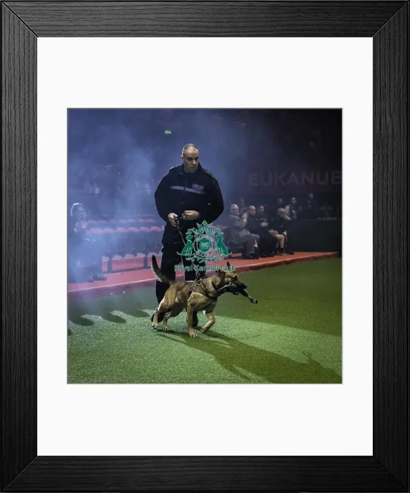 Framed Print : Crufts 2019 - Day One, NEC, UK - 7 Mar 2019 Framed Print : Crufts 2019 - Day One, NEC, UK - 7 Mar 2019