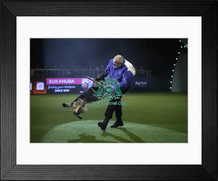 Framed Print : Crufts 2019 - Day One, NEC, UK - 7 Mar 2019 Framed Print : Crufts 2019 - Day One, NEC, UK - 7 Mar 2019