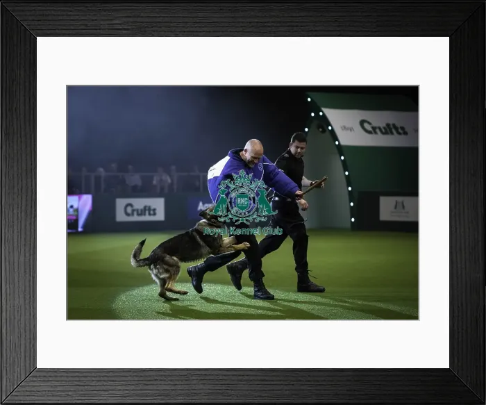 Framed Print : Crufts 2019 - Day One, NEC, UK - 7 Mar 2019 Framed Print : Crufts 2019 - Day One, NEC, UK - 7 Mar 2019