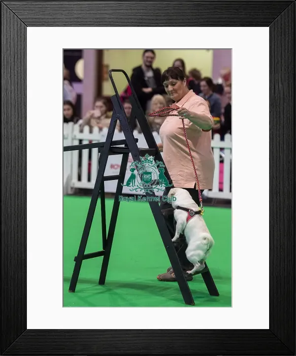 Framed Print : Crufts 2019 - Day One, NEC, UK - 7 Mar 2019
