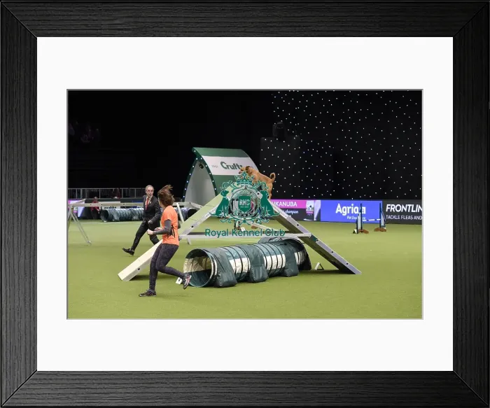 Framed Print : Crufts 2019 - Day Two, NEC, UK - 8 Mar 2019 Framed Print : Crufts 2019 - Day Two, NEC, UK - 8 Mar 2019