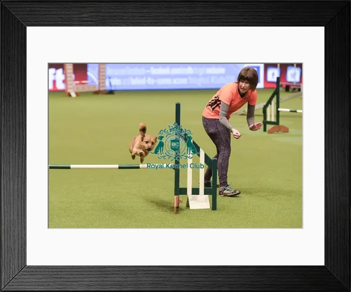 Framed Print : Crufts 2019 - Day Two, NEC, UK - 8 Mar 2019 Framed Print : Crufts 2019 - Day Two, NEC, UK - 8 Mar 2019