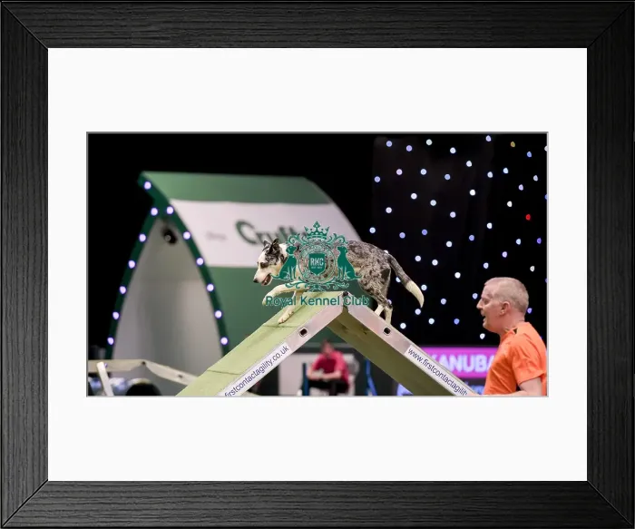 Framed Print : Crufts 2019 - Day Two, NEC, UK - 8 Mar 2019 Framed Print : Crufts 2019 - Day Two, NEC, UK - 8 Mar 2019