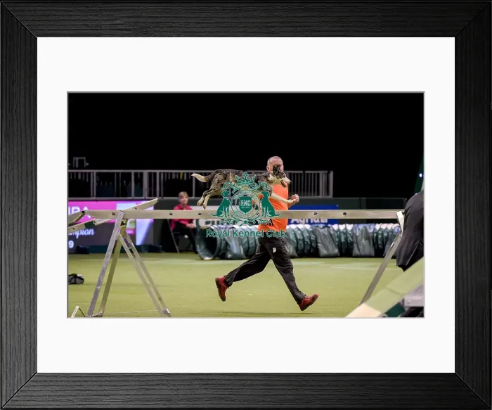 Framed Print : Crufts 2019 - Day Two, NEC, UK - 8 Mar 2019 Framed Print : Crufts 2019 - Day Two, NEC, UK - 8 Mar 2019