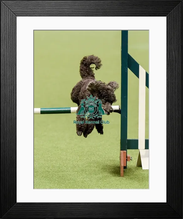 Framed Print : Crufts 2019 - Day Two, NEC, UK - 8 Mar 2019 Framed Print : Crufts 2019 - Day Two, NEC, UK - 8 Mar 2019