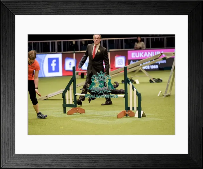 Framed Print : Crufts 2019 - Day Two, NEC, UK - 8 Mar 2019 Framed Print : Crufts 2019 - Day Two, NEC, UK - 8 Mar 2019