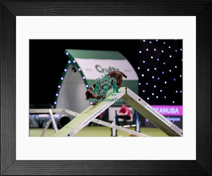 Framed Print : Crufts 2019 - Day Two, NEC, UK - 8 Mar 2019 Framed Print : Crufts 2019 - Day Two, NEC, UK - 8 Mar 2019