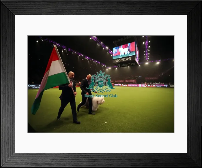 Framed Print : Crufts 2019 - Day One, NEC, UK - 7 Mar 2019 Framed Print : Crufts 2019 - Day One, NEC, UK - 7 Mar 2019