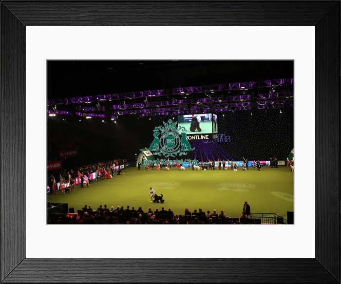 Framed Print : Crufts 2019 - Day One, NEC, UK - 7 Mar 2019 Framed Print : Crufts 2019 - Day One, NEC, UK - 7 Mar 2019