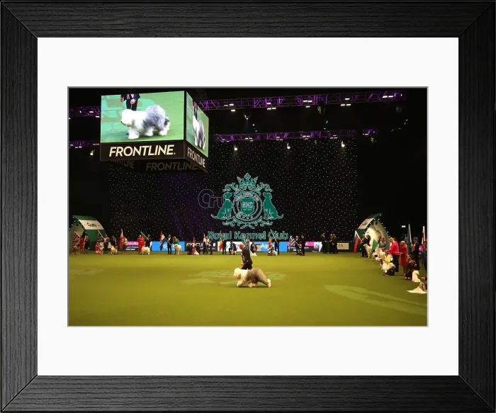 Framed Print : Crufts 2019 - Day One, NEC, UK - 7 Mar 2019