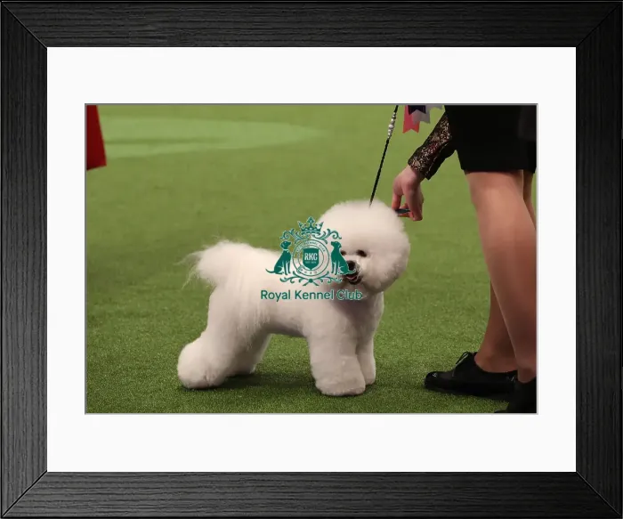 Framed Print : Crufts 2019 - Day One, NEC, UK - 7 Mar 2019