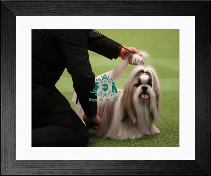Framed Print : Crufts 2019 - Day One, NEC, UK - 7 Mar 2019 Framed Print : Crufts 2019 - Day One, NEC, UK - 7 Mar 2019