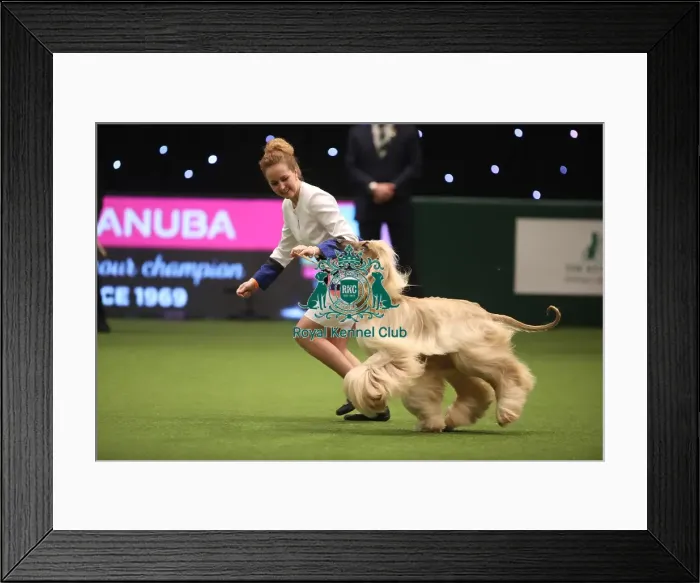 Framed Print : Crufts 2019 - Day One, NEC, UK - 7 Mar 2019 Framed Print : Crufts 2019 - Day One, NEC, UK - 7 Mar 2019