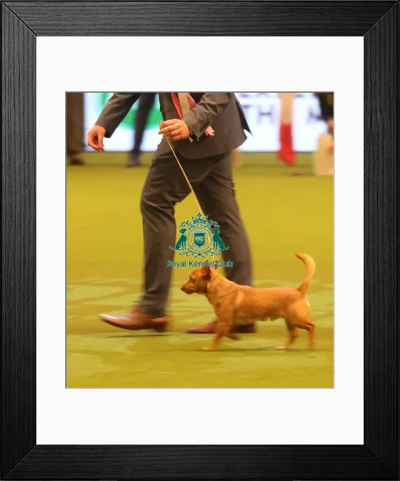 Framed Print : Crufts 2019 - Day One, NEC, UK - 7 Mar 2019 Framed Print : Crufts 2019 - Day One, NEC, UK - 7 Mar 2019