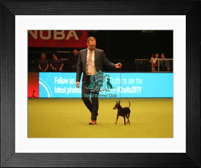 Framed Print : Crufts 2019 - Day One, NEC, UK - 7 Mar 2019 Framed Print : Crufts 2019 - Day One, NEC, UK - 7 Mar 2019