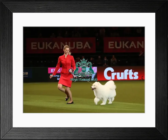 Framed Print : Crufts 2019 - Day One, NEC, UK - 7 Mar 2019 Framed Print : Crufts 2019 - Day One, NEC, UK - 7 Mar 2019