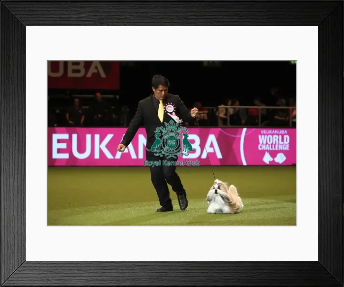Framed Print : Crufts 2019 - Day One, NEC, UK - 7 Mar 2019 Framed Print : Crufts 2019 - Day One, NEC, UK - 7 Mar 2019